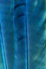USA, Washington State, Seabeck. Blue jay feathers close-up. Art Print